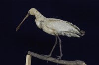 藏品(琵鷺)的圖片